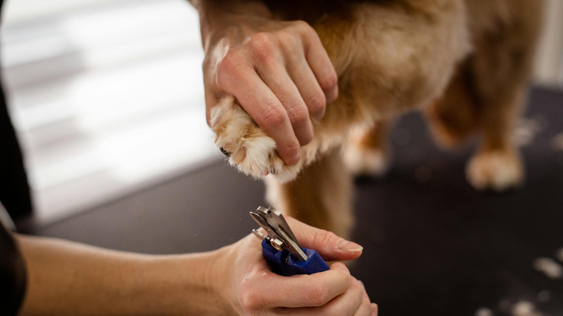 Professional Dog Grooming Supplies Wholesale: Elevating Pet Care with the Right Tools